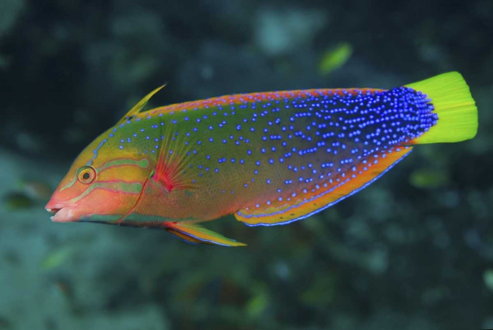 Colorful wrasse, Raja Ampat, Papua, Indonesia